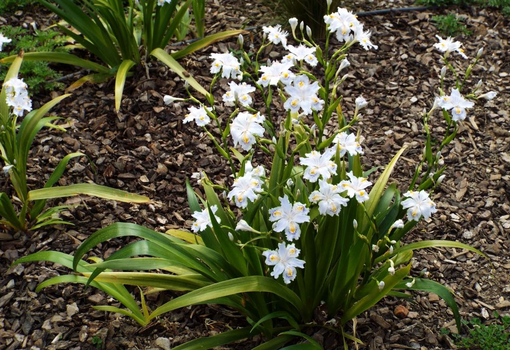 Iris japonica (Iridaceae) Italia [Cina, Giappone]